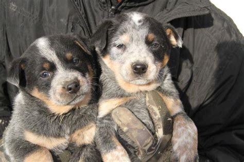 Dogs and puppies for sale. . Blue heeler puppies for sale in wisconsin